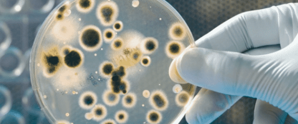 Bacteria[1]